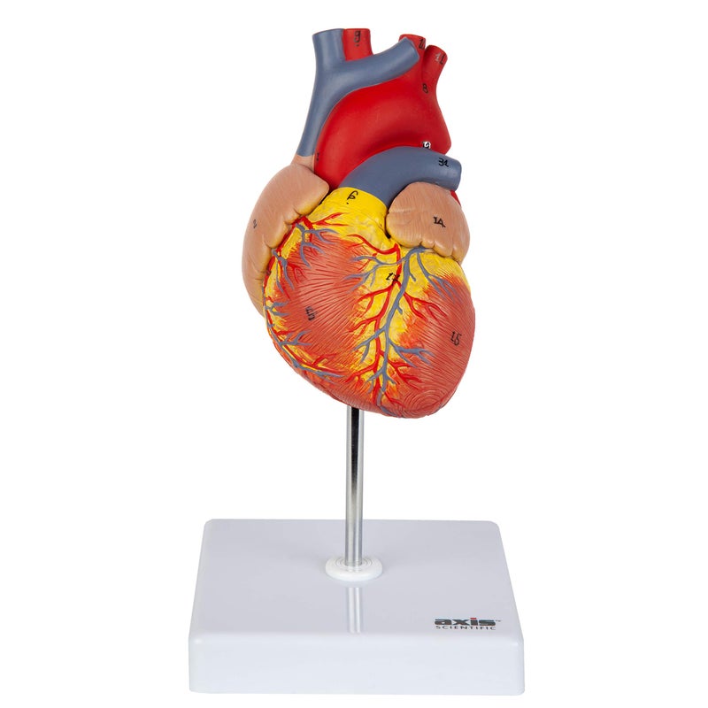 Axis Scientific Life-Size Human Heart Model, 2-Part Magnetic Design with 34 Clearly Labeled Internal Structures, Mounted on Base, Includes Anatomy Study Manual for Medical and Educational Use - Image 1